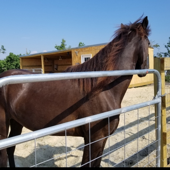 Meet your Posher, Bonny - Picture 3 of 11